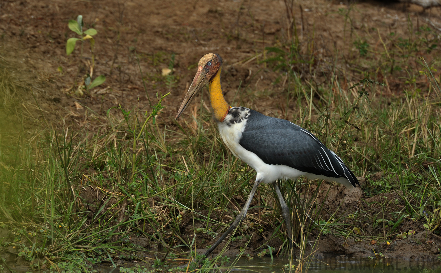 Leptoptilos javanicus [550 mm, 1/640 sec at f / 8.0, ISO 500]